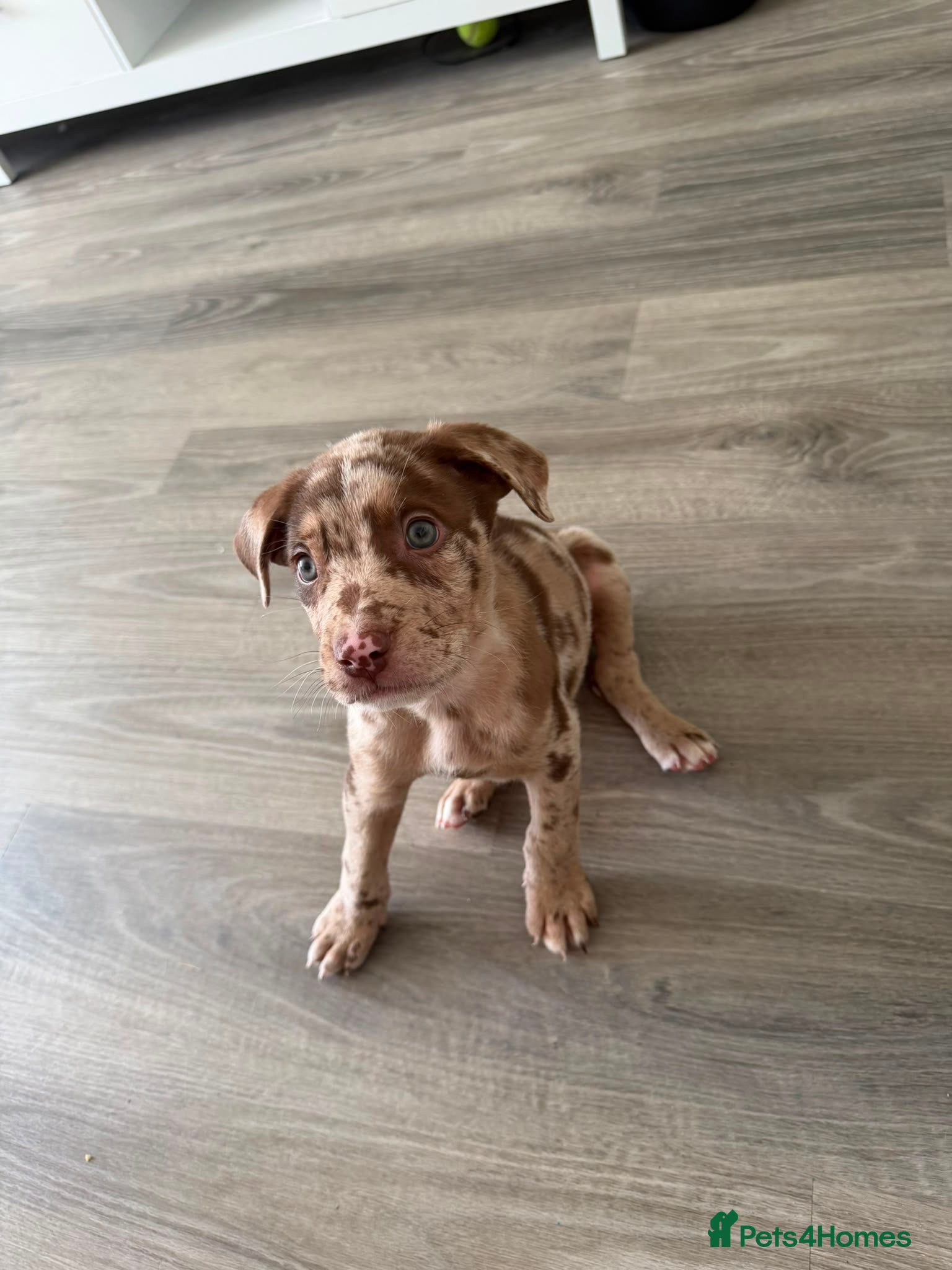Mixed Breed dogs Canecorso Cross Shephard Puppy  - Advert 12