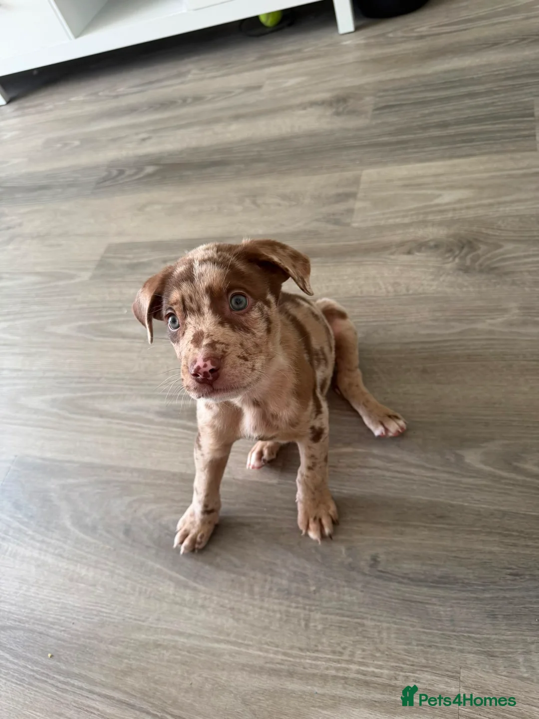 Mixed Breed dogs for sale: Canecorso Cross Shephard Puppy  - Advert 1