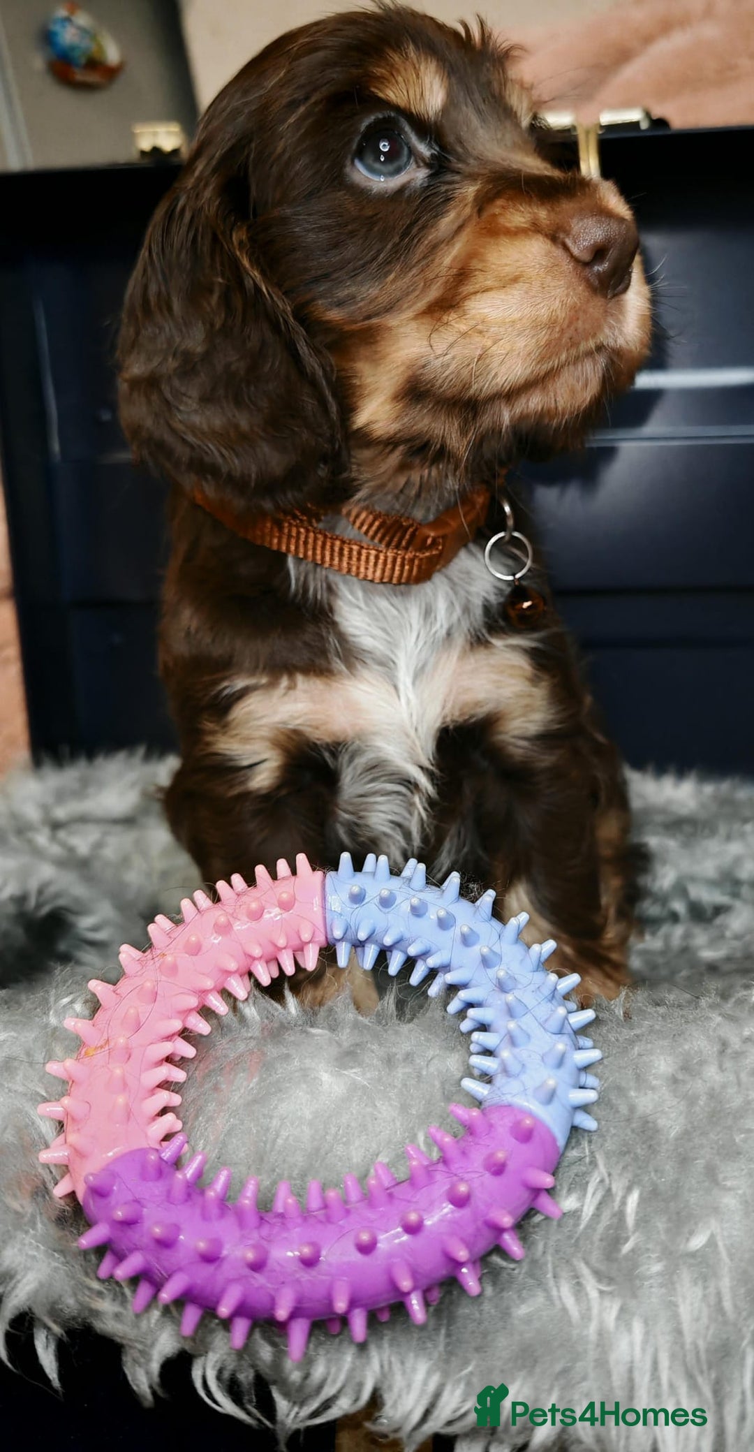Cocker Spaniel dogs for sale: STUNNING LITTER OF KC SHOW COCKER SPANIEL PUPS!  - Image 11