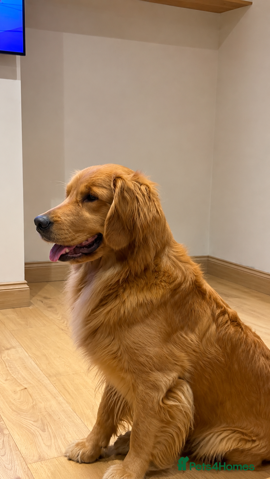 Golden Retriever dogs for sale: American line Golden Retriever puppies - Advert 3