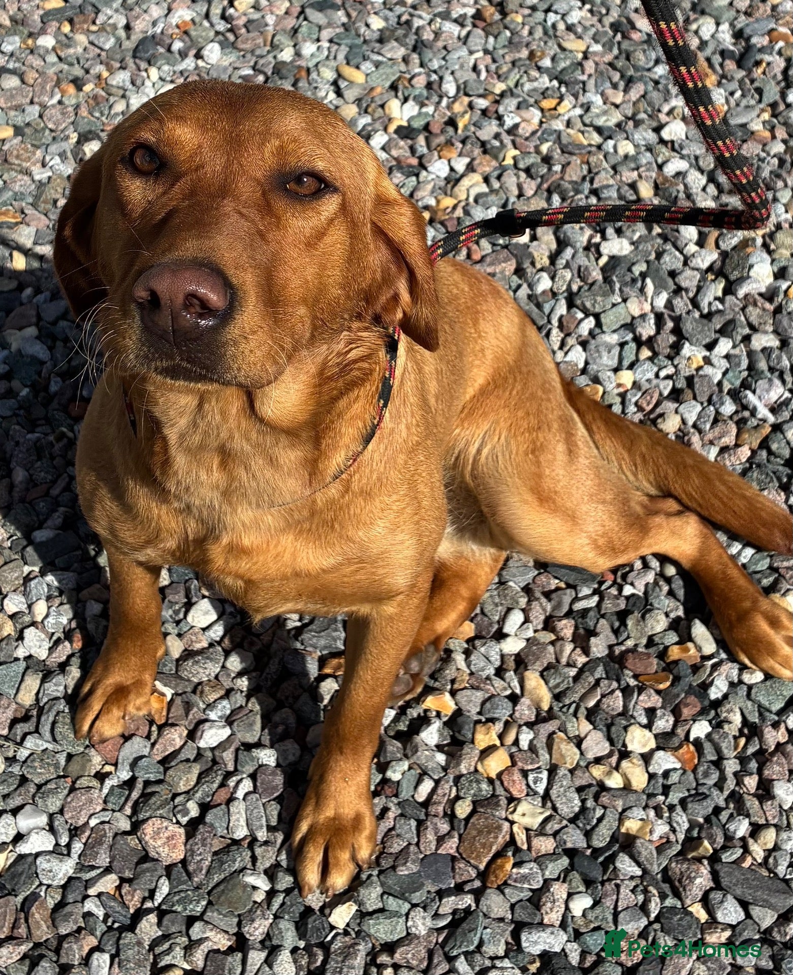 Labrador Retriever dogs KC Reg Red Female Labrador  - Advert 5