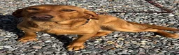 Labrador Retriever dogs for sale: KC Reg Red Female Labrador  - Advert 1
