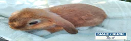 Dwarf Lop rabbits for sale: Pretty Dwarf Lop Babies: Males & Females - Advert 9