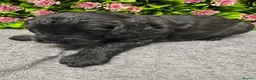 Cockapoo dogs for sale: Beautiful Loving Cockerpoo’s in London - Advert 12