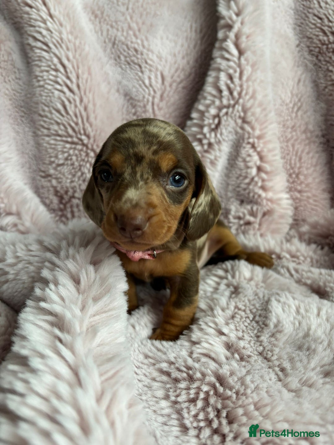 Miniature Dachshund dogs for sale: STUNNING MINIATURE DACHSHUND PUPPIES - Image 3