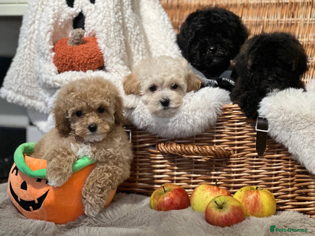 Shihpoo dogs for sale: Absolutely stunning Shihpoo pups ready now ❤️ - Image 11