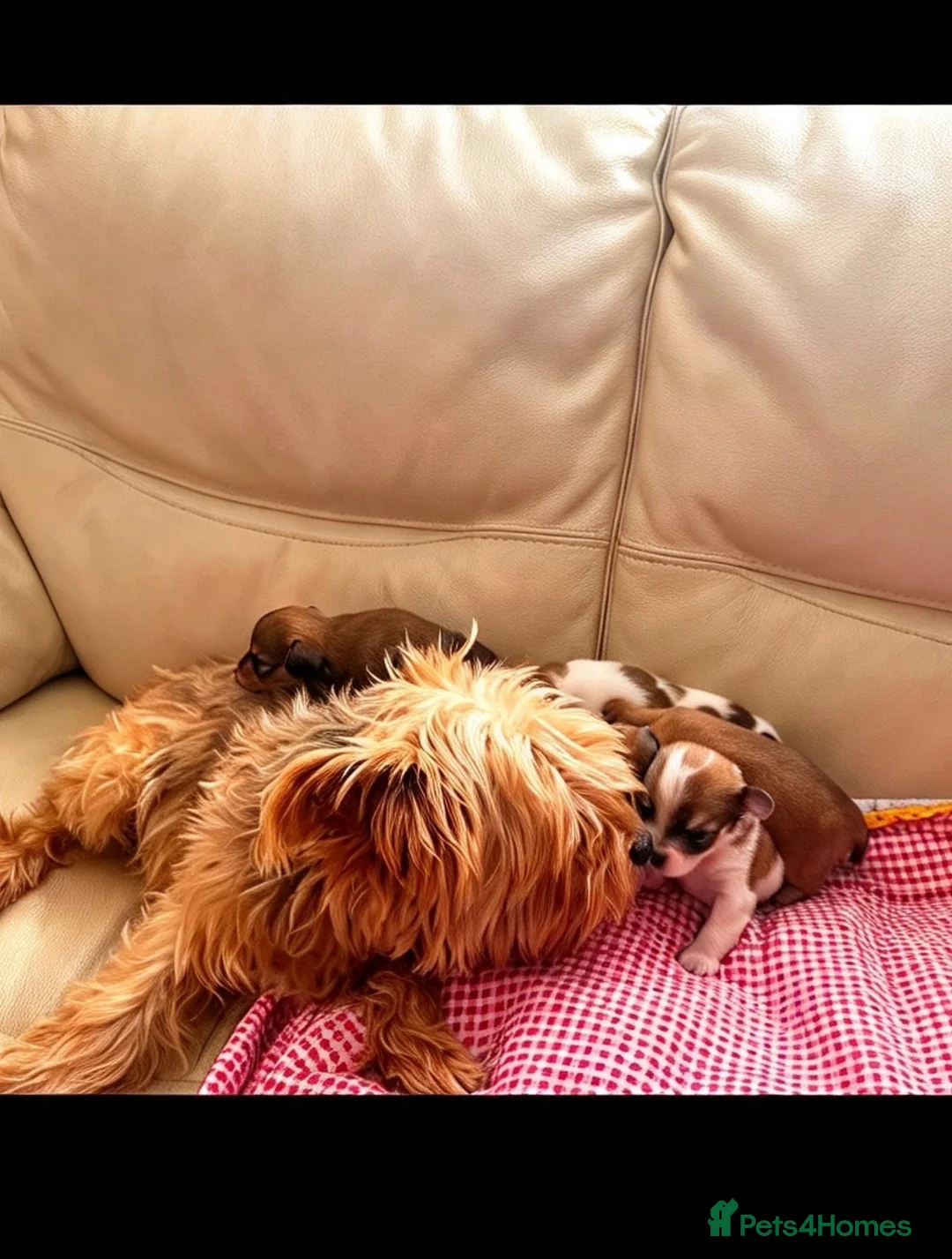 Mixed Breed dogs for sale: YorkiePoms - Advert 2