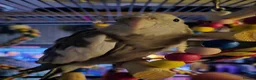 Cockatiels birds for sale: Hand-reared White-Face Cinnamon Cockatiel - Advert 7