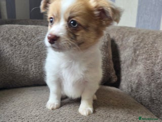 Pomchi dogs Last Boy remaining Pomchi READY NOW - Advert 8