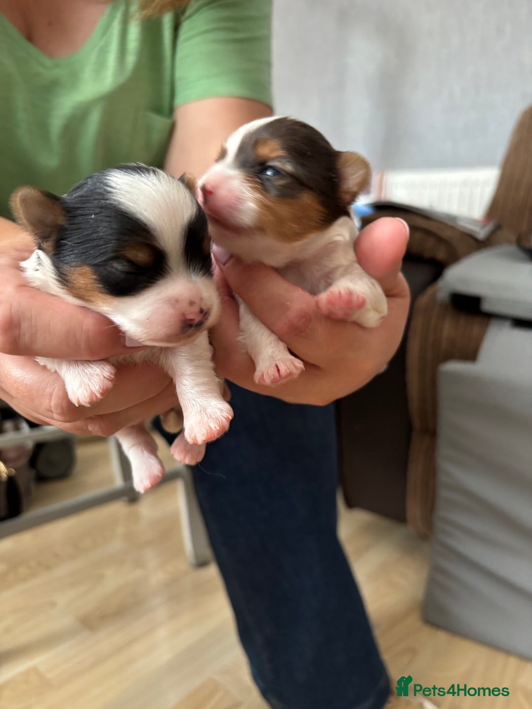 Yorkshire Terrier dogs for sale: Beautiful Yorkshire biewer terrier - Image 5