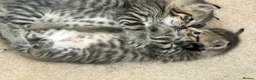 Domestic Shorthair cats for sale: Friendly tabby kittens for sale  in Tiverton - Advert 1