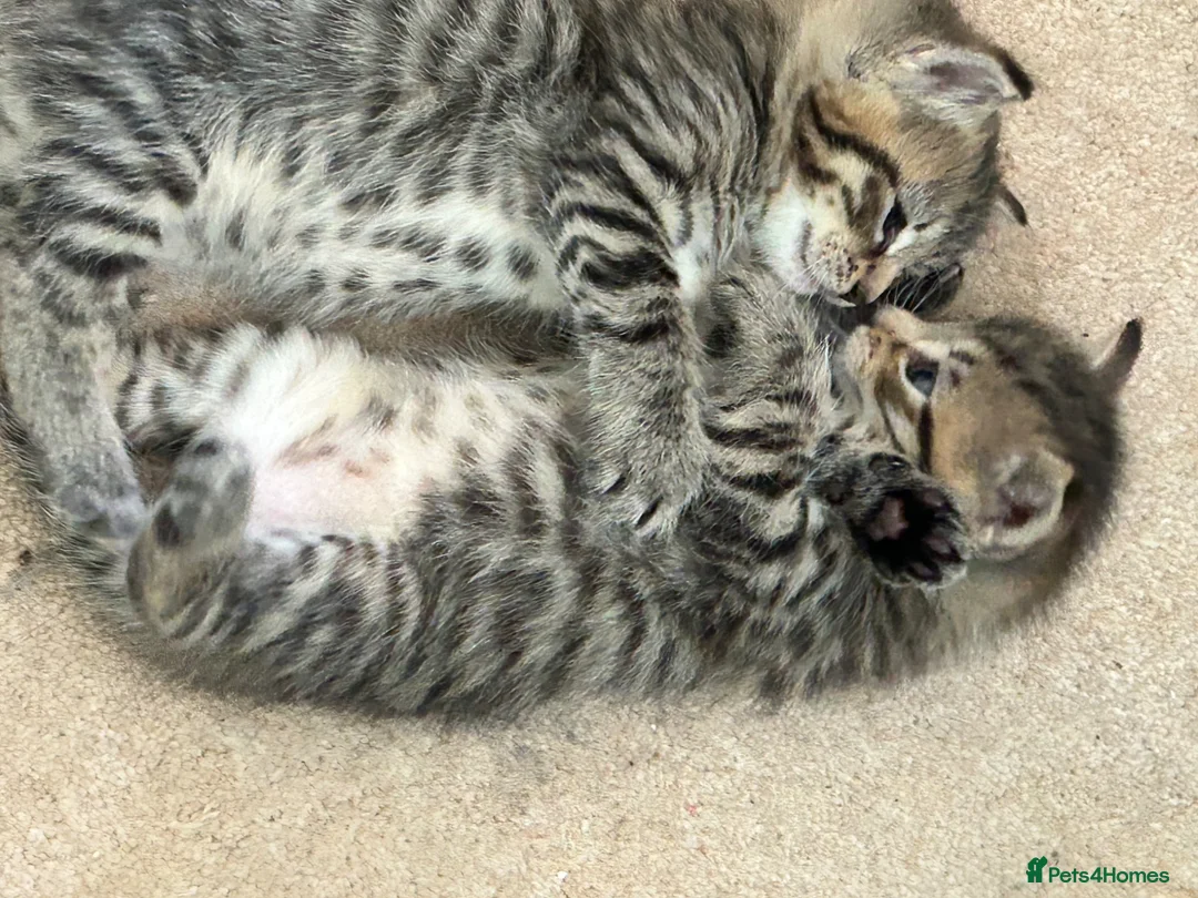 Domestic Shorthair cats for sale: Friendly tabby kittens for sale  in Tiverton - Advert 1