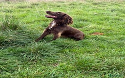Sprocker dogs for stud: Roman my handsome sprocker for stud - Image 1