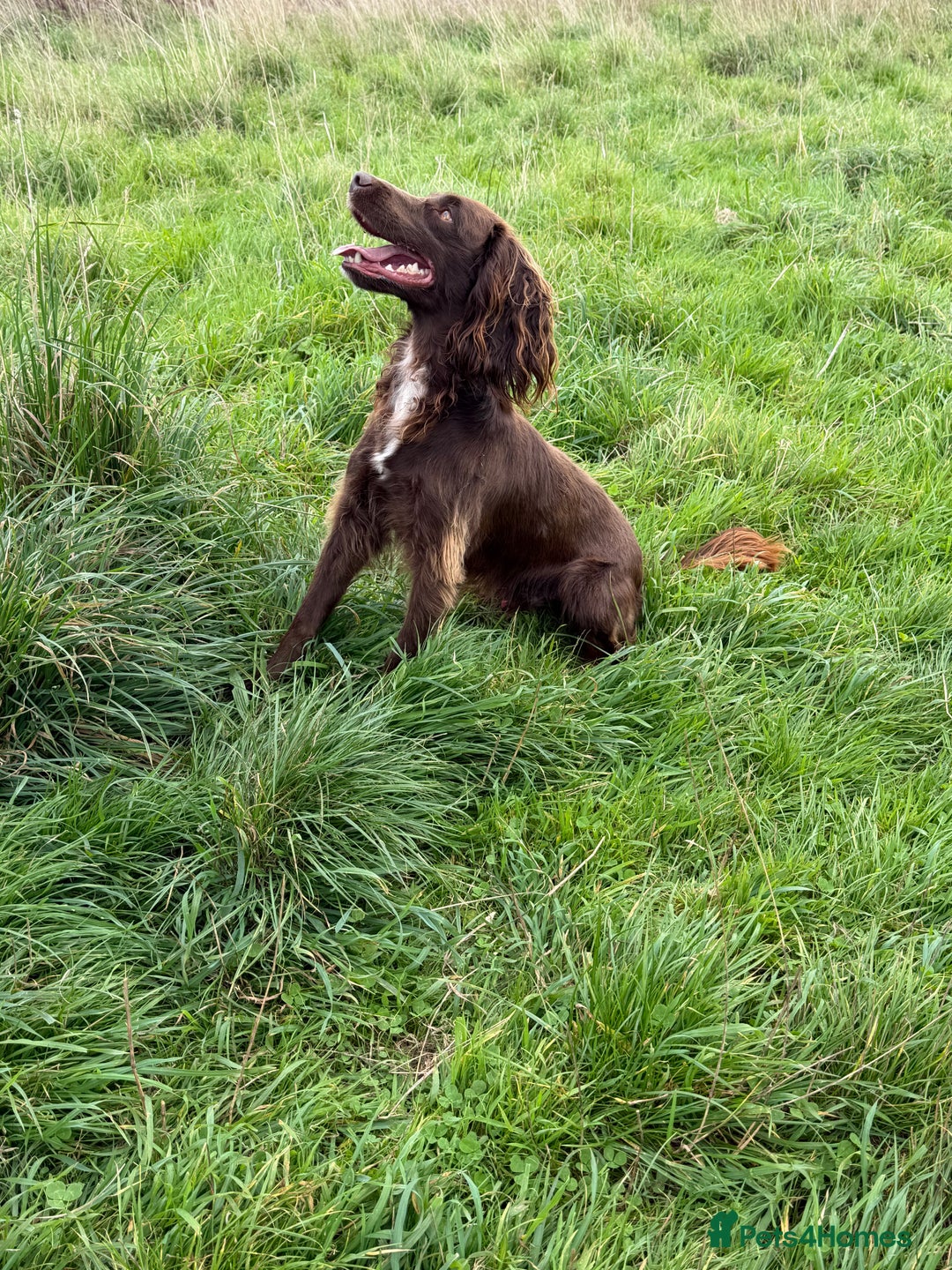 Sprocker dogs for stud: Roman my handsome sprocker for stud - Image 1