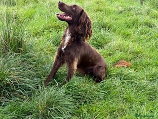 Sprocker dogs - Advert 21