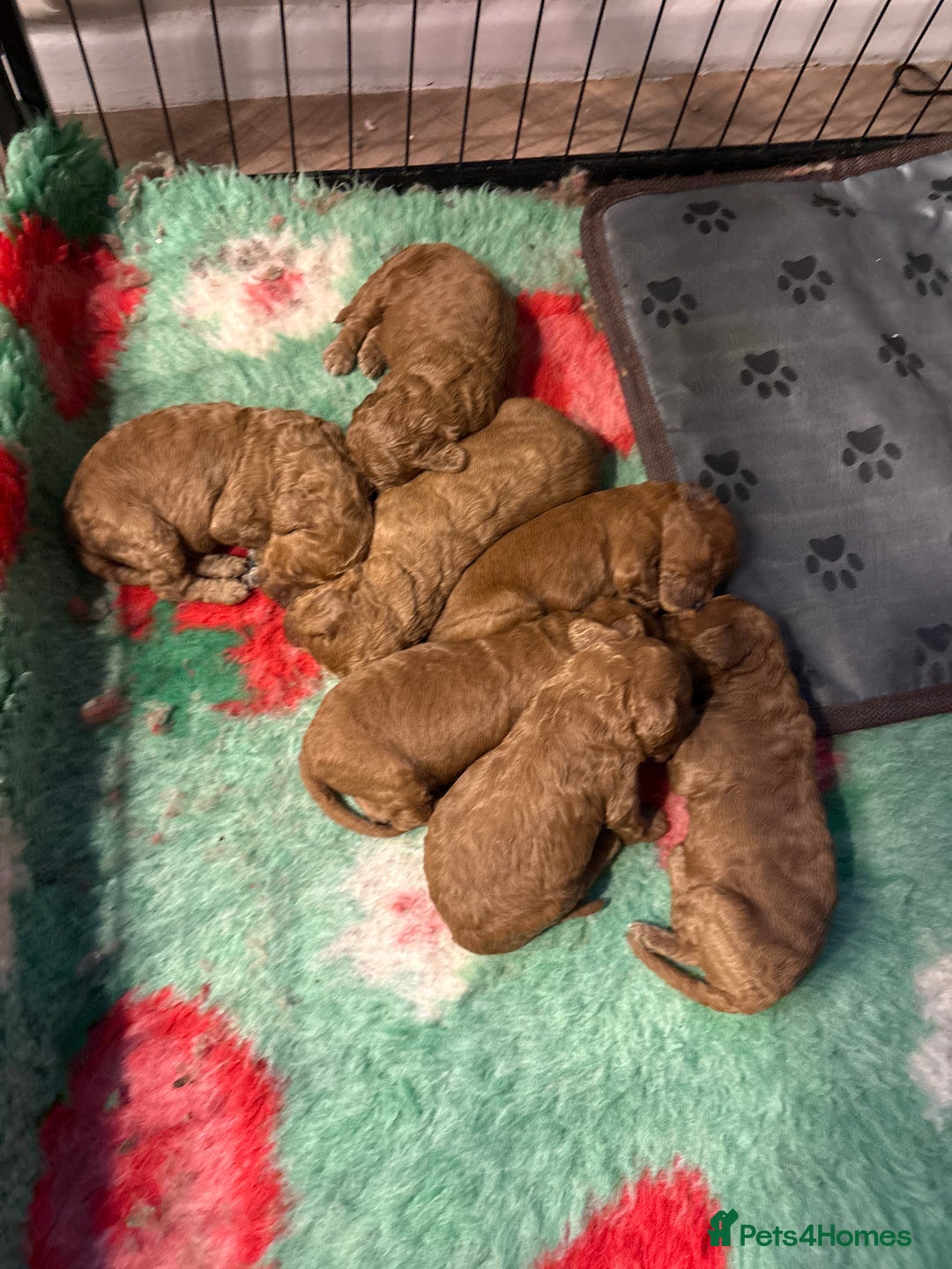 Cockapoo dogs for sale: Cockapoo puppies  - Advert 1