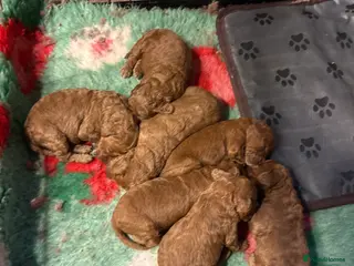 Cockapoo dogs Cockapoo puppies - Advert 13