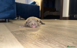 American Bully dogs for sale: 10 beautiful American Bullies🤍 - Advert 3