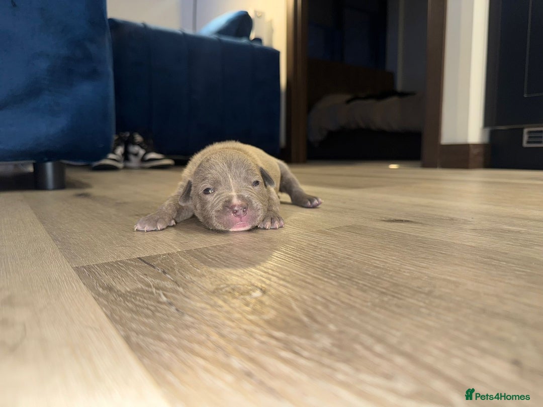 American Bully dogs for sale: 10 beautiful American Bullies🤍 - Advert 3