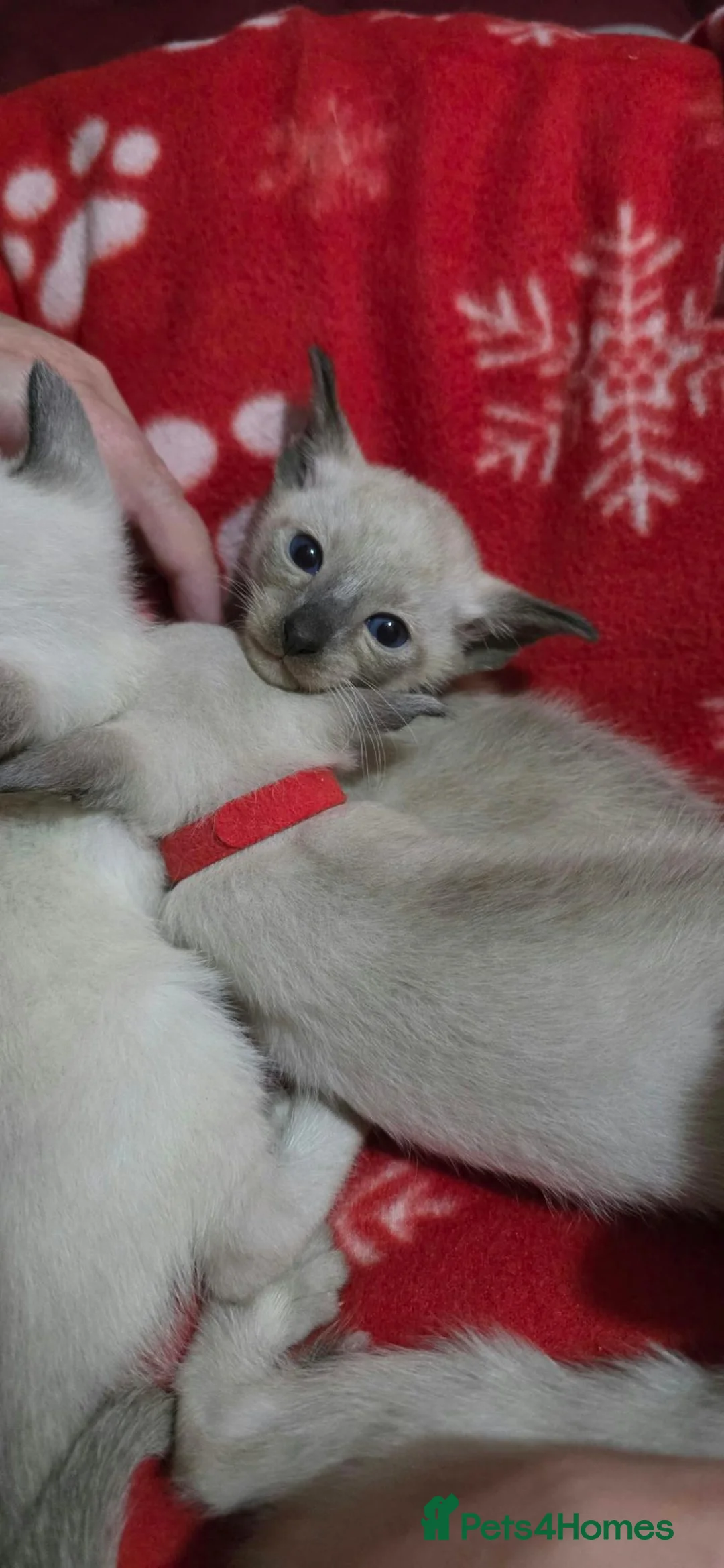 Siamese cats for sale: Stunning GCCF registered Siamese Kittens for sale - Advert 2