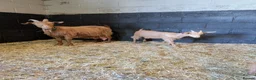 Goats livestock for sale: 1 mum and 4 babies Golden Guernseys  in Princes Risborough - Advert 3