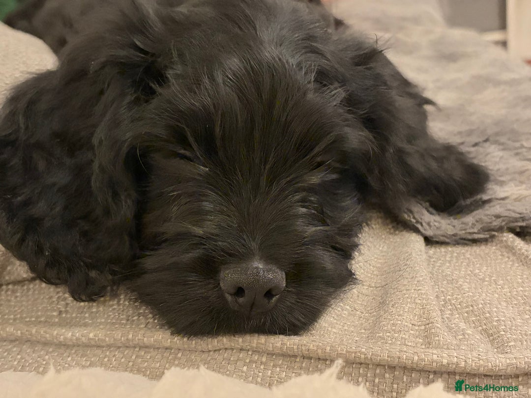 Cockapoo dogs for sale: Cockapoo X Coker spaniel  - Advert 9