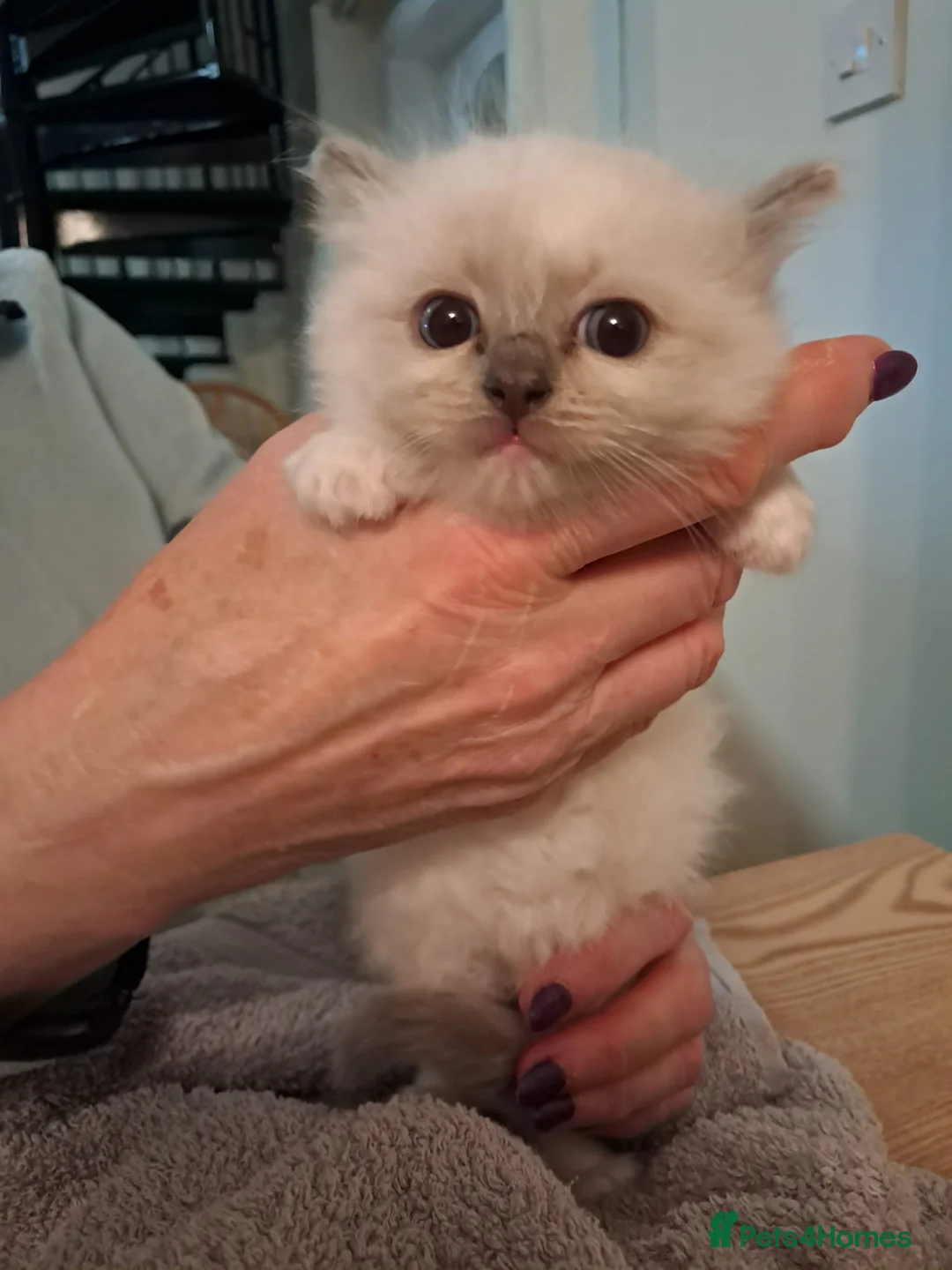 Ragdoll cats for sale: Adorable GCCF Ragdoll kittens - Advert 2