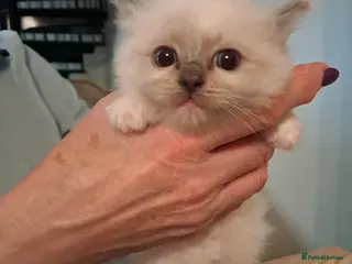 Ragdoll cats Adorable GCCF Ragdoll kittens - Advert 2