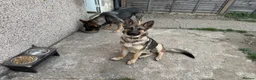 German Shepherd dogs for sale: 2 German shepherds - Advert 4
