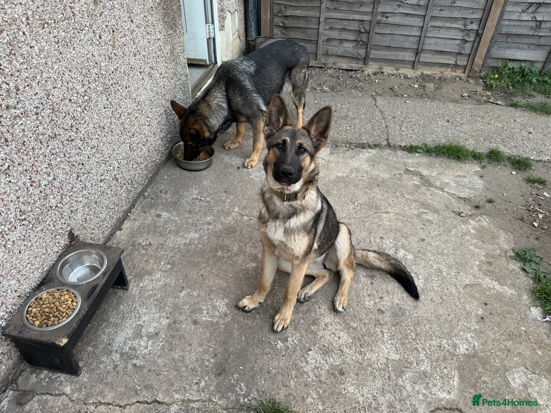 German Shepherd dogs for sale: 2 German shepherds - Advert 4