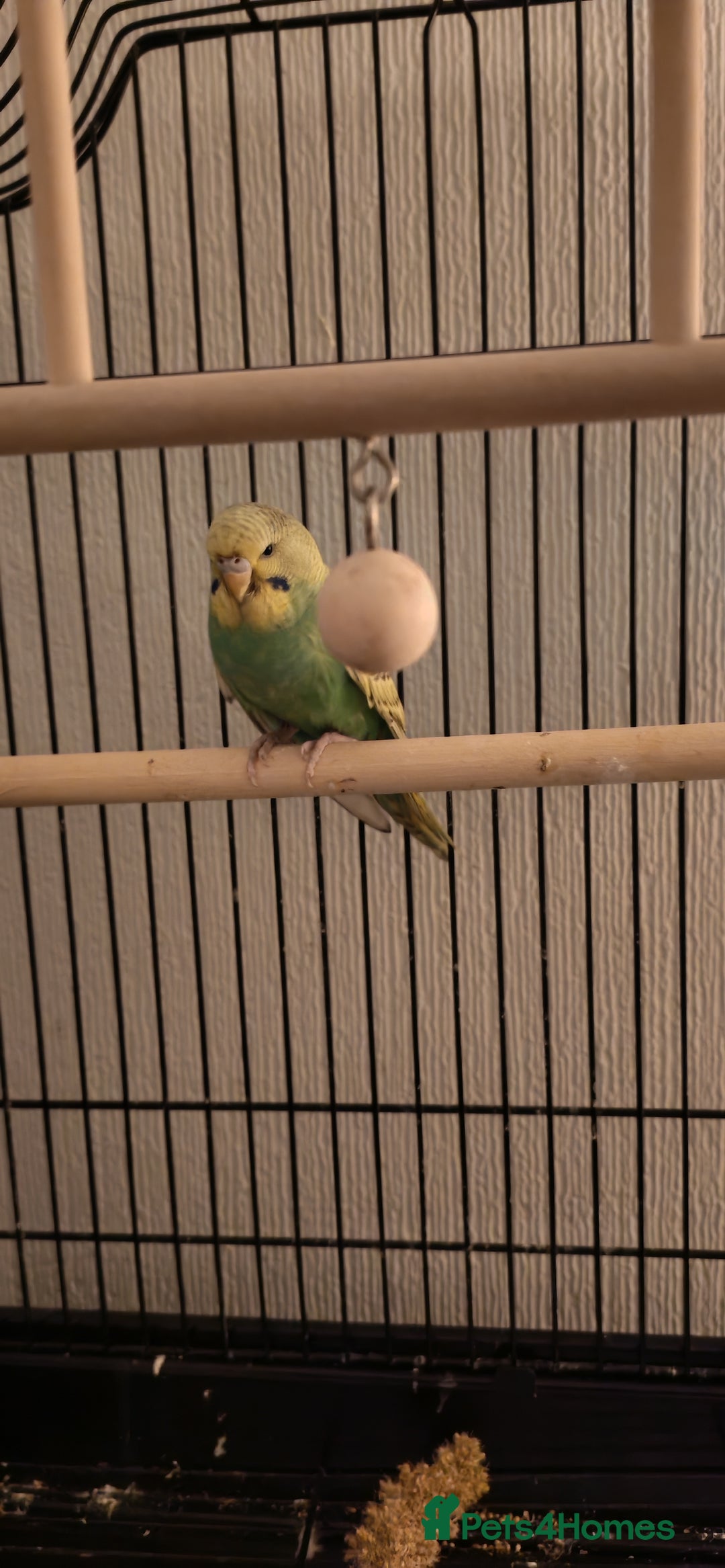Budgerigars birds for sale: Budgie for adoption  - Advert 1