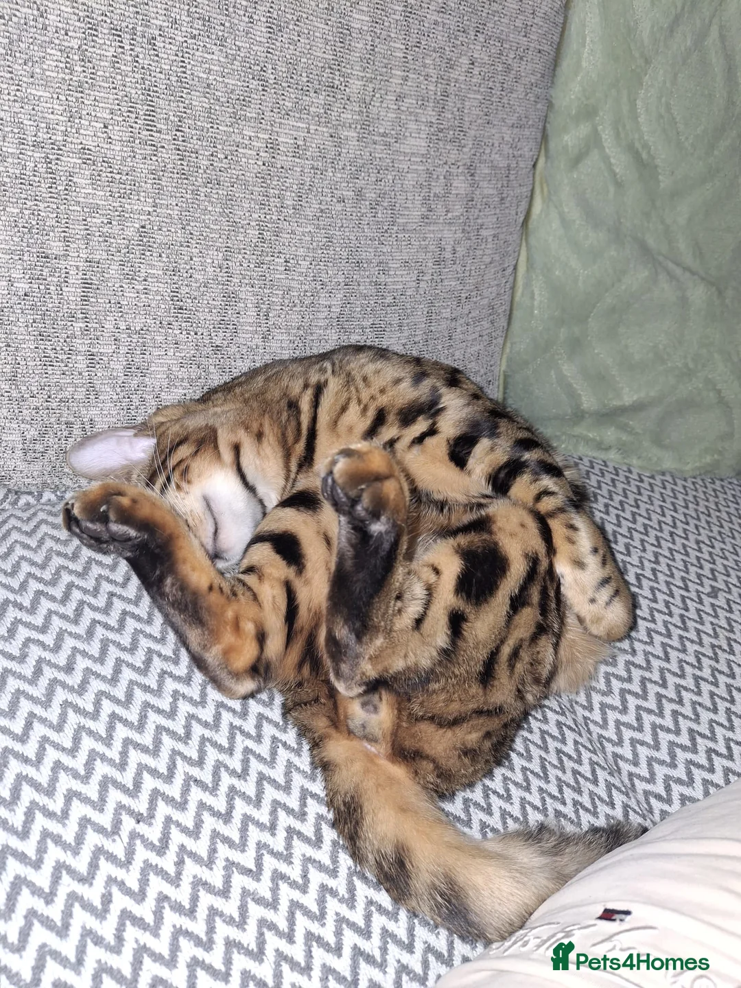 Bengal cats for sale: Pure breed Bengal cat - Advert 3