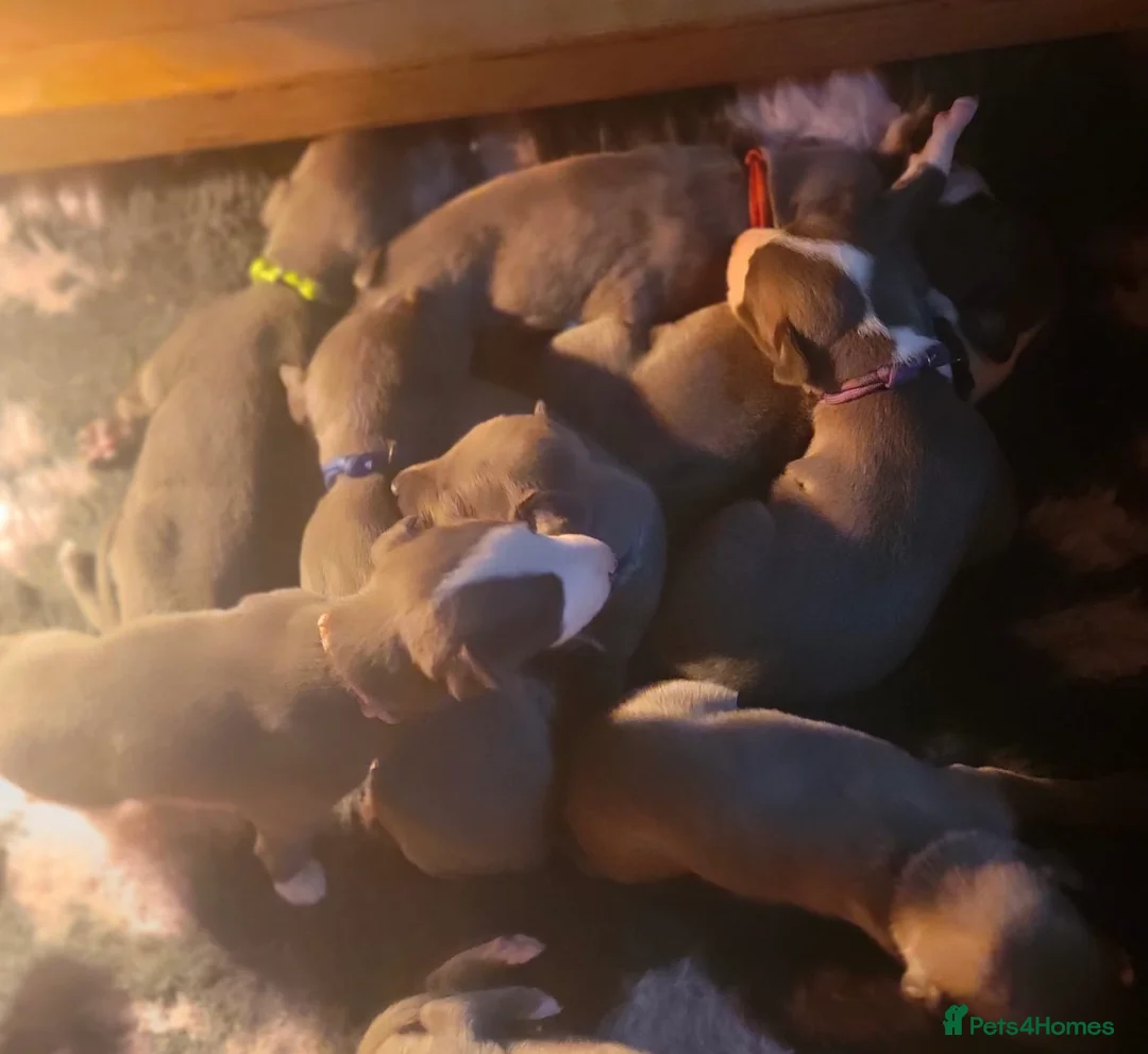 Whippet dogs for sale: Blue whippet pups  - Advert 3