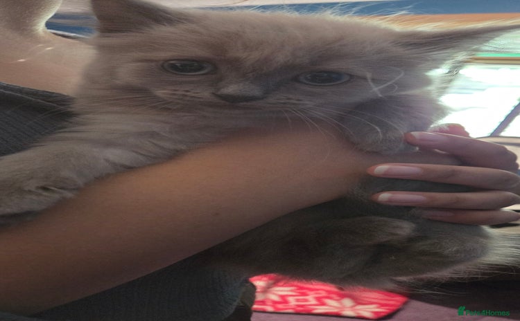 Ragdoll cats - Advert 4
