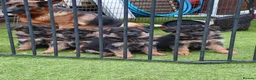 German Shepherd dogs for sale: German Shepherd Puppies - Advert 1