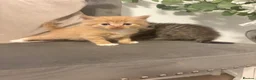 Mixed Breed cats for sale: Gorgeous British short hair cross kittens  - Advert 10