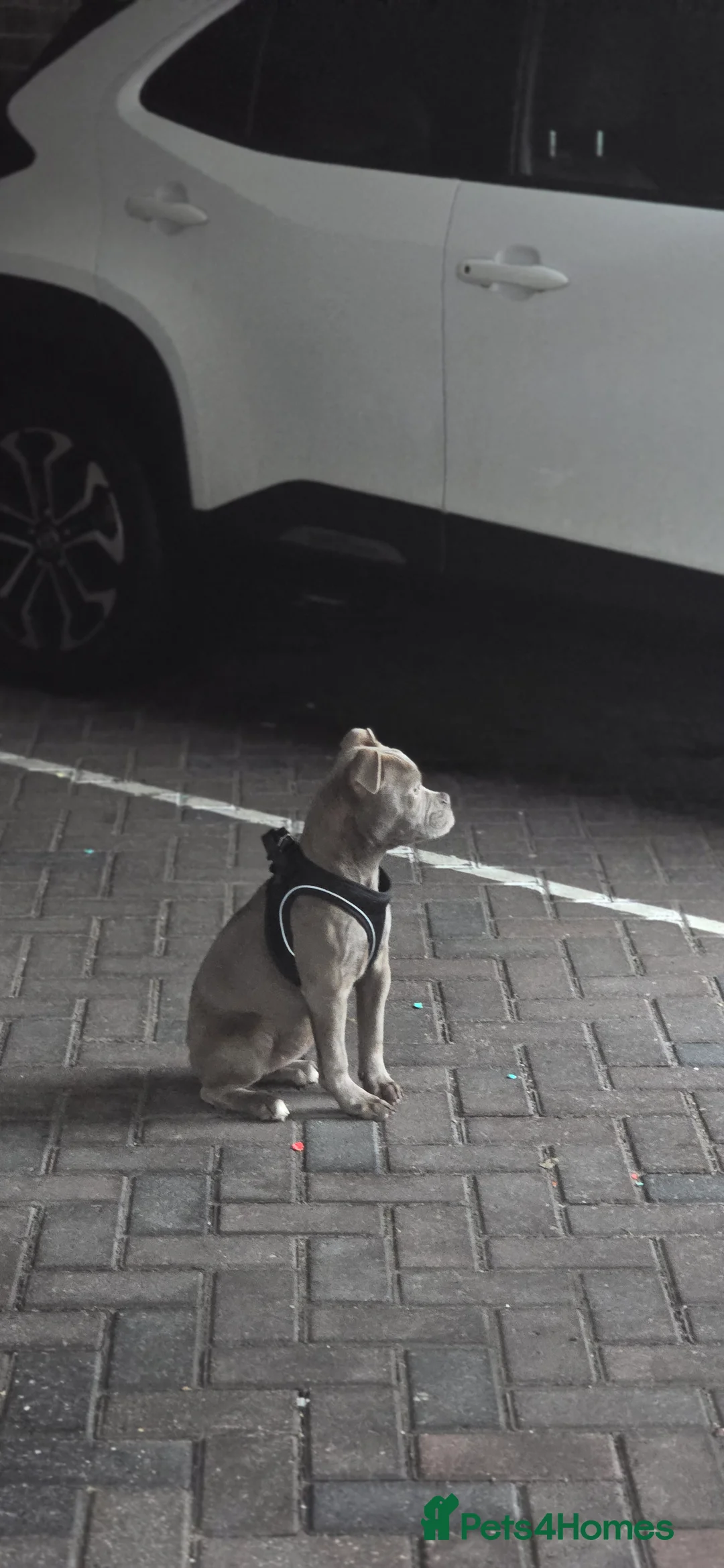 Olde English Bulldogge dogs for sale: 7 Month Old Olde English Bulldog Female - Advert 11