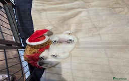 West Highland Terrier dogs for sale: Gorgeous pedigree westies, excellent bloodlines - Image 37