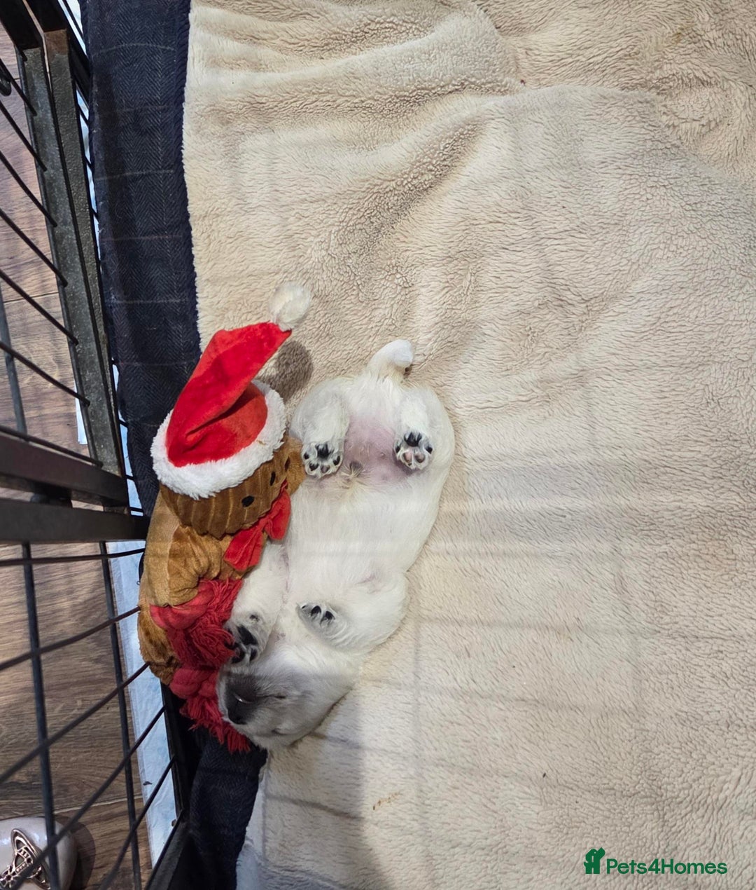 West Highland Terrier dogs for sale: Gorgeous pedigree westies, excellent bloodlines - Image 37