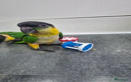 Parrots birds for sale: Hand reared Baby Black Headed Caiques  - Image 2