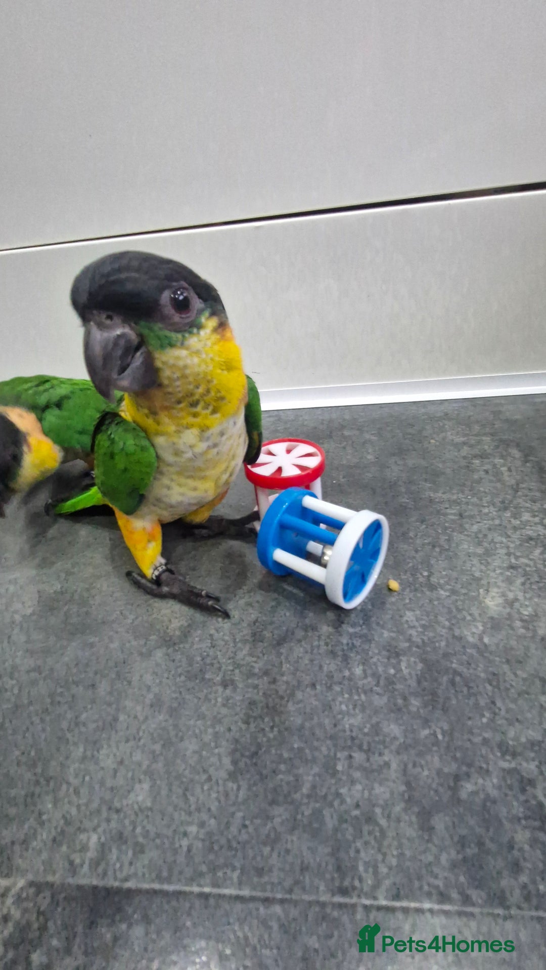 Parrots birds for sale: Hand reared Baby Black Headed Caiques  - Image 2