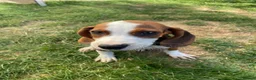 Mixed Breed dogs for adoption: JUNIE FOR ADOPTION CORNWALL/DEVON/SOMERSET BORDER - Advert 11