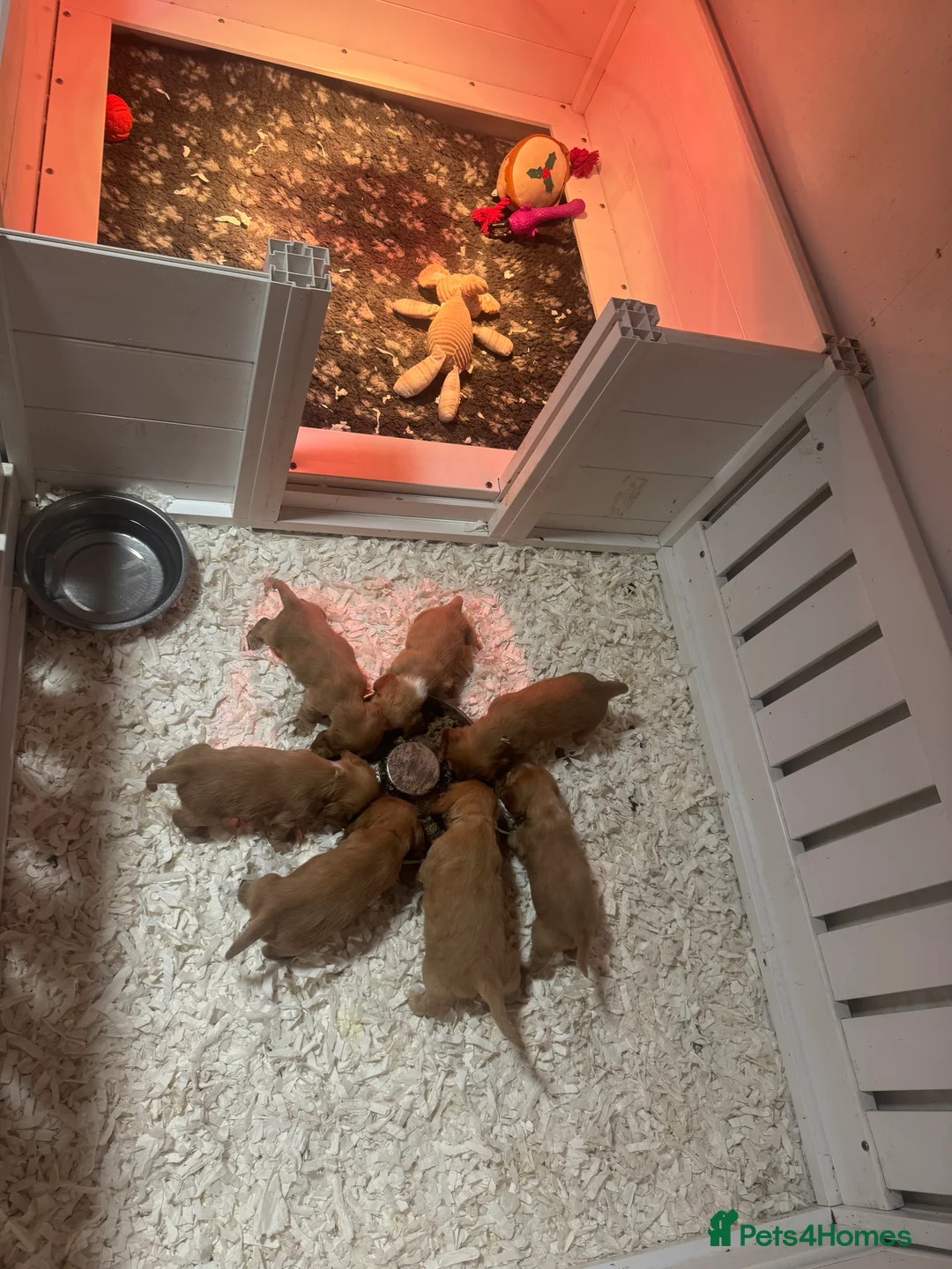 Cocker Spaniel dogs for sale: Gorgeous golden Show Cocker spaniel Litter  - Advert 4