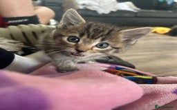 Ragdoll cats for sale: Ragdoll x Bengal  - Image 6