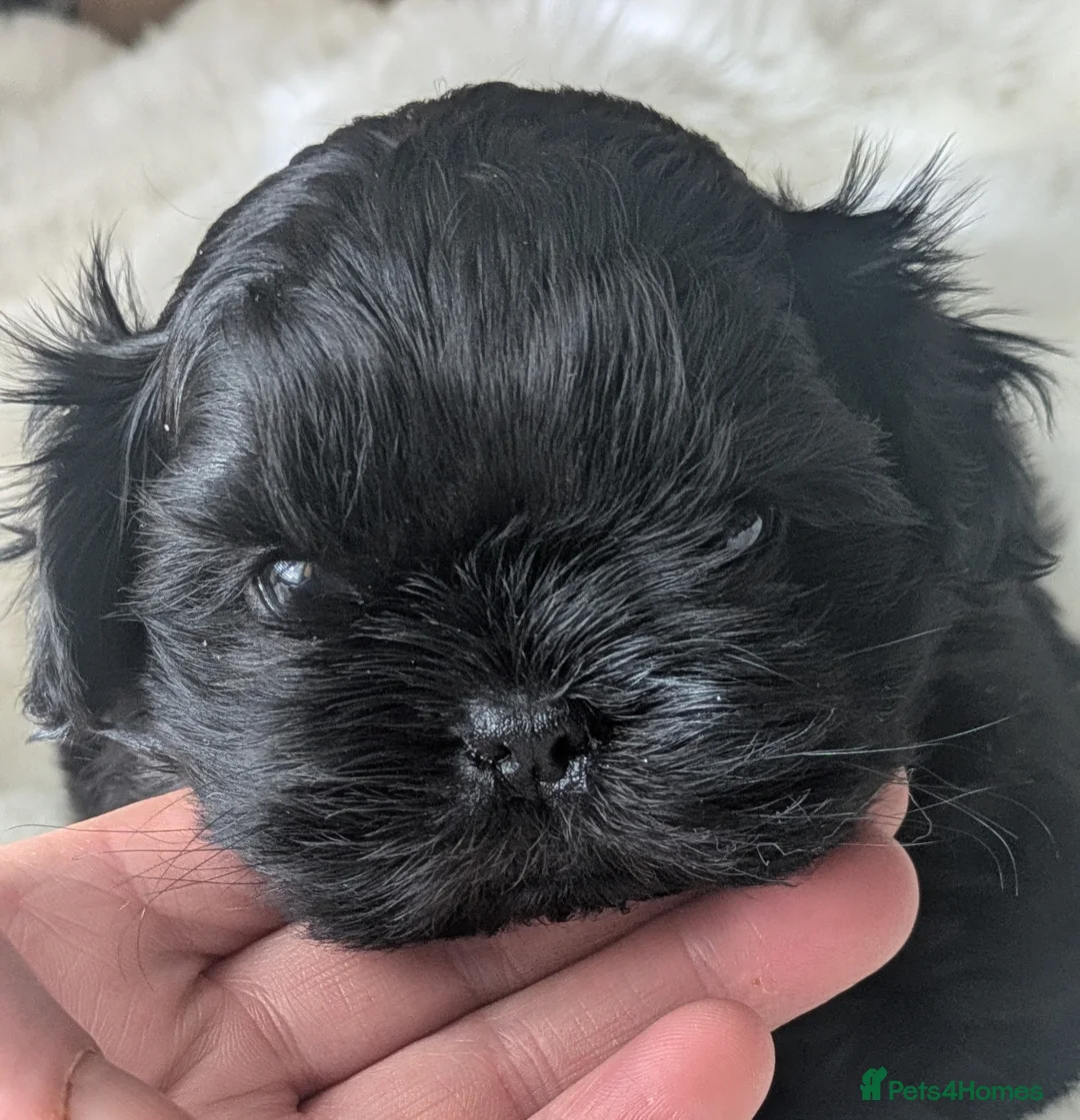 Shih Tzu dogs for sale: 2 beautiful KC imperial shih tzu boys available  - Advert 3