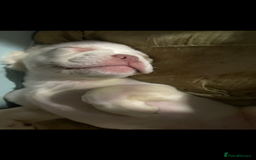 French Bulldog dogs for sale: 🐾 7 of the most Loving French Bulldogs 🐾🐶🩷 - Image 19