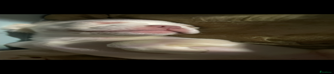 French Bulldog Puppy 4