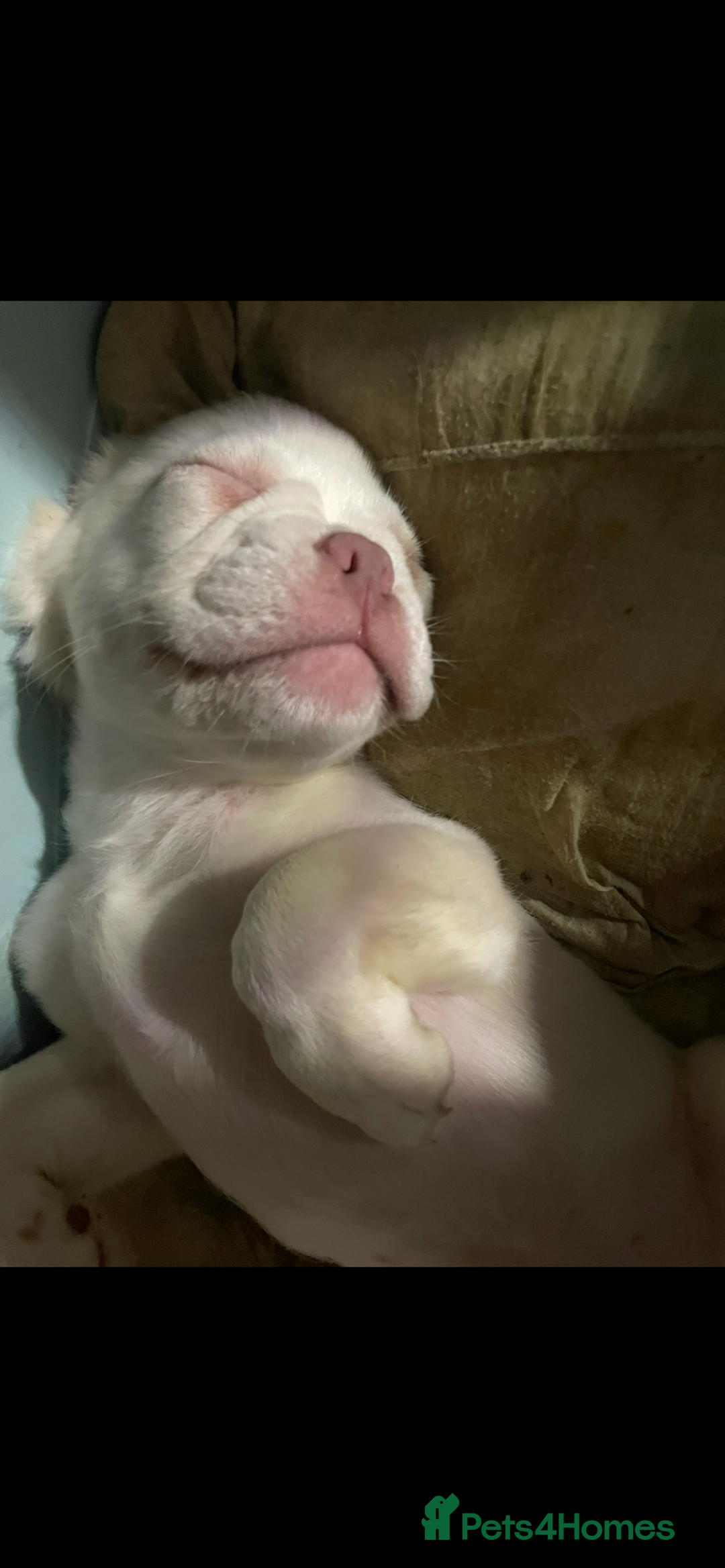 French Bulldog dogs for sale: 🐾 7 of the most Loving French Bulldogs 🐾🐶🩷 - Image 19