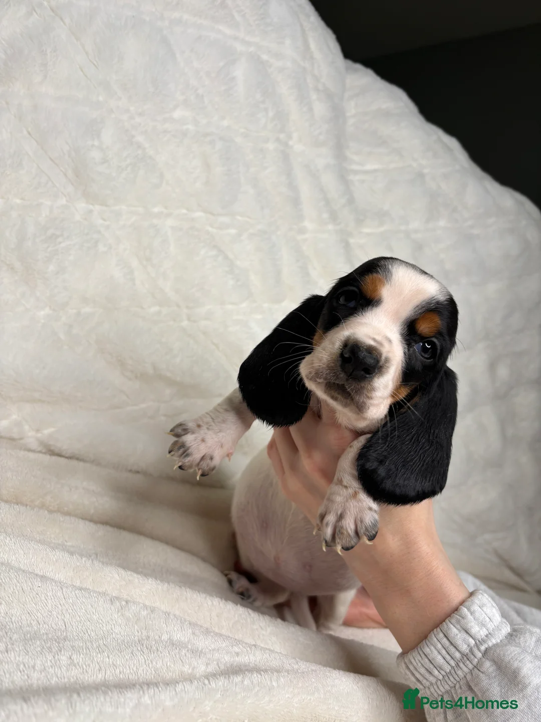 Basset Hound dogs for sale: Hungarian bloodlines 1 girl/1 boy left  - Advert 4