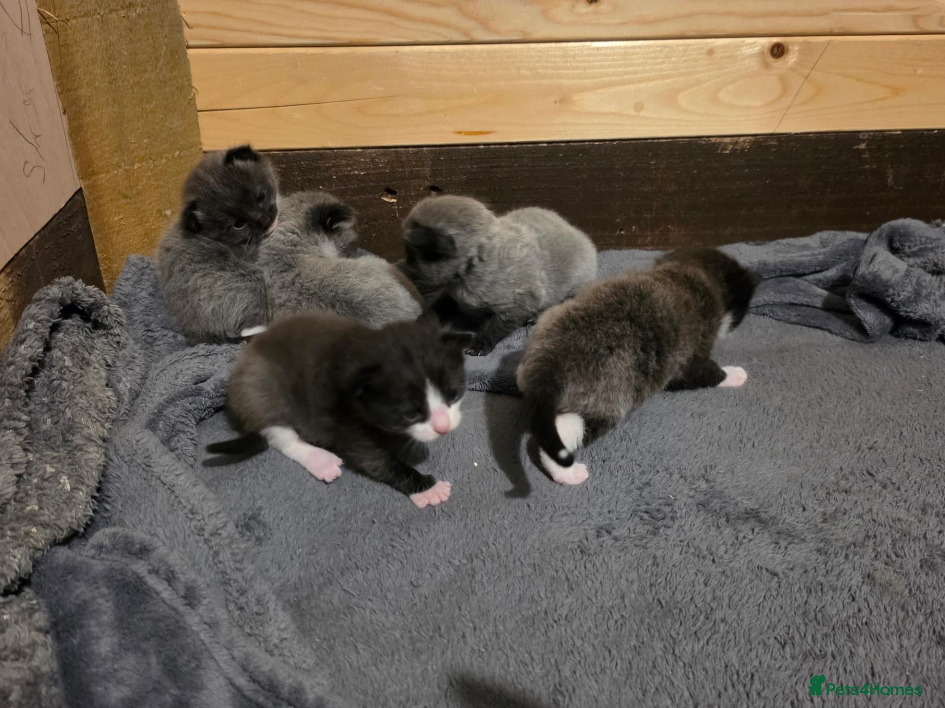 Russian Blue cats 5 rare colour kittens - Advert 5